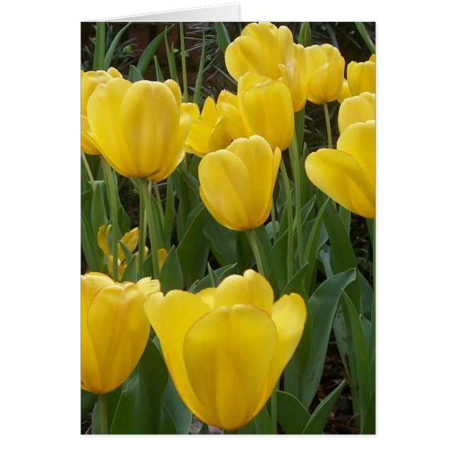 gele tulpen (Voorkant)