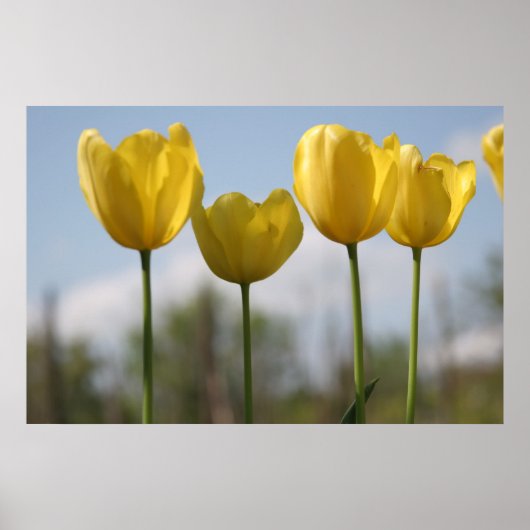 Gele tulpen afdrukken poster (Voorkant)