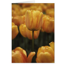 Gele Tulpen Blanco Kaart