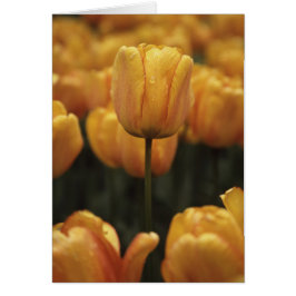 Gele Tulpen Blanco Kaart