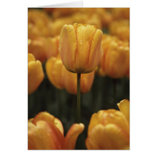 Gele Tulpen Blanco Kaart
