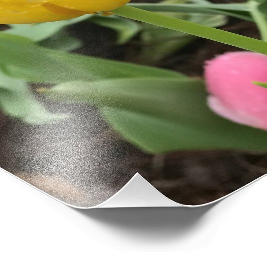 Gele tulpen foto afdruk (Hoek)