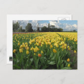 Gele Tulpen in een "Field Holland" Briefkaart (Voorkant / Achterkant)