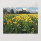 Gele Tulpen in een "Field Holland" Briefkaart (Voorkant)