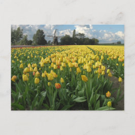 Gele Tulpen in een "Field Holland" Briefkaart