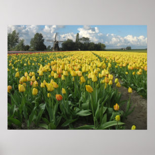 Gele Tulpen in een "Field Holland" Poster