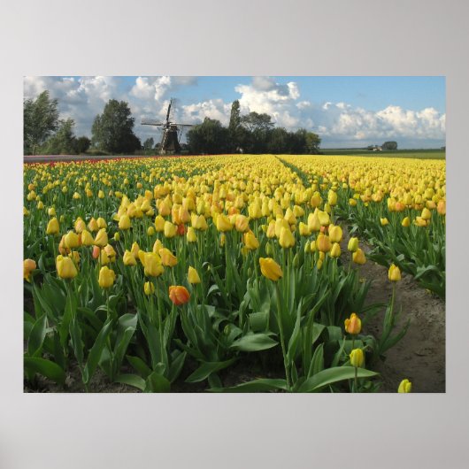 Gele Tulpen in een "Field Holland" Poster (Voorkant)