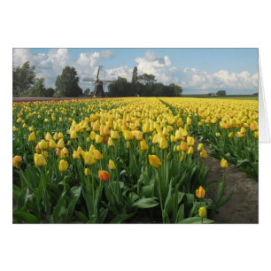 Gele Tulpen in een veld en windmolen in Nederland