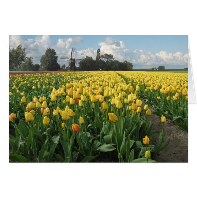 Gele Tulpen in een veld en windmolen in Nederland (Voorkant Horizontaal)