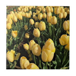 Gele Tulpen in een veld, Oregon Tegeltje