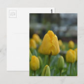 Gele Tulpen in het veld Briefkaart (Voorkant / Achterkant)