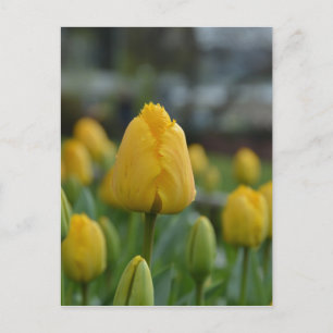 Gele Tulpen in het veld Briefkaart