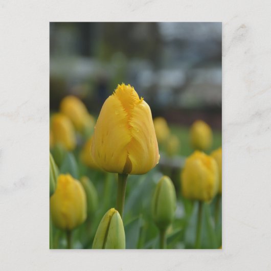 Gele Tulpen in het veld Briefkaart (Voorkant)