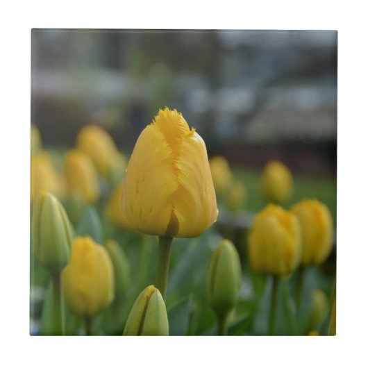 Gele Tulpen in het veld Tegeltje (Voorkant)