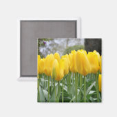 Gele tulpen magneet (Voorkant / Achterkant)