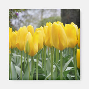 Gele tulpen magneet