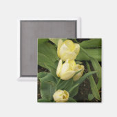 Gele Tulpen Magnet (Voorkant / Achterkant)