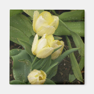 Gele Tulpen Magnet