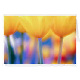 Gele tulpen met blauw