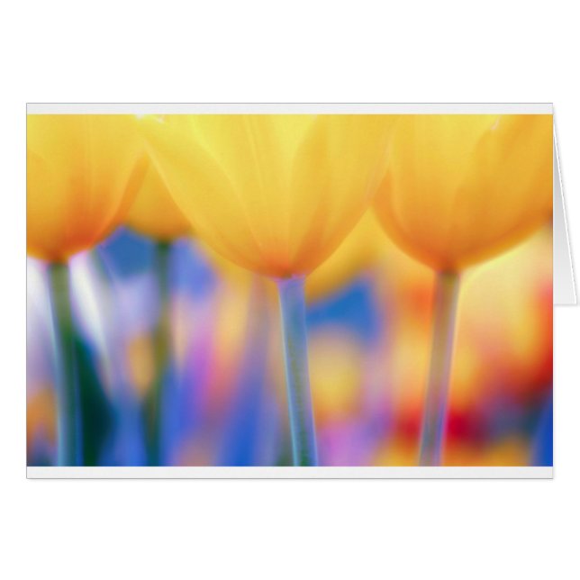 Gele tulpen met blauw (Voorkant Horizontaal)