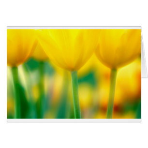 Gele tulpen met groen