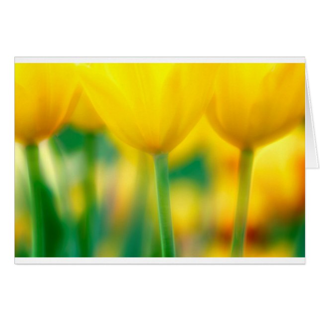 Gele tulpen met groen (Voorkant Horizontaal)