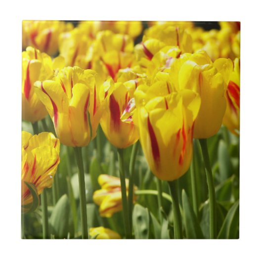 Gele tulpen met rode strepen tegeltje (Voorkant)