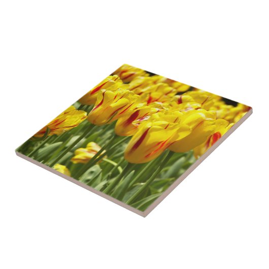 Gele tulpen met rode strepen tegeltje (Zijkant)