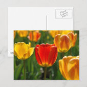 Gele Tulpen, Oranje Tulpen Briefkaart (Voorkant / Achterkant)