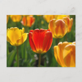Gele Tulpen, Oranje Tulpen Briefkaart