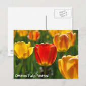 Gele Tulpen, Oranje Tulpen Briefkaart (Voorkant / Achterkant)