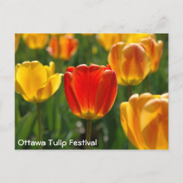 Gele Tulpen, Oranje Tulpen Briefkaart