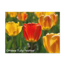 Gele Tulpen, Oranje Tulpen