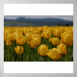 Gele tulpen poster