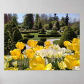 Gele Tulpen uit Arboretum Volcji Potok Slovenië Poster (Voorkant)