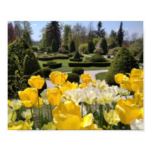 Gele Tulpen uit Arboretum Volcji Potok Slovenië