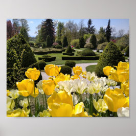 Gele Tulpen uit Arboretum Volcji Potok Slovenië Poster