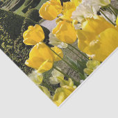 Gele Tulpen uit Arboretum Volcji Potok Slovenië Tissuepapier (Detail)