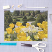 Gele Tulpen uit Arboretum Volcji Potok Slovenië Tissuepapier (Craft)