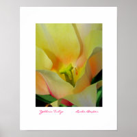 Gele tulpen van Linda Becker PhotoArt