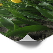 Gele Tulpen Vloerveld Holland Poster (Hoek)