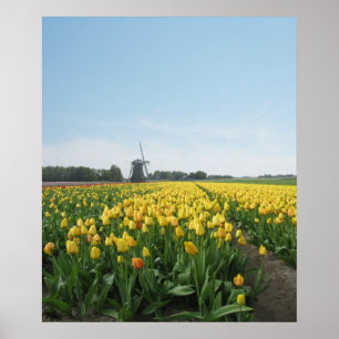 Gele Tulpen Vloerveld Holland Poster