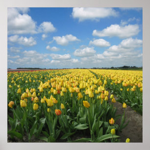 Gele Tulpenlandschap Poster