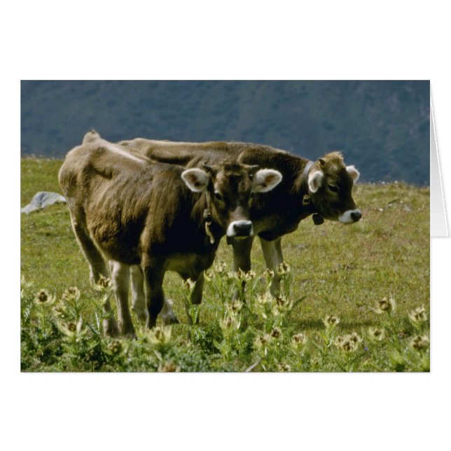 gele twee koeienbloemen (Voorkant Horizontaal)