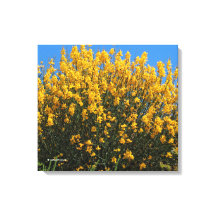 Gele valse indigo/ Wilde Indigo/ Horseflyweed