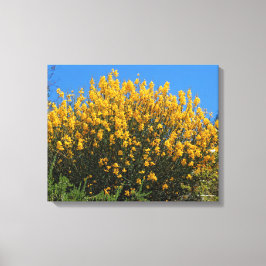 Gele Valse Indigo / Wilde Indigo / Paardenvliegkru Canvas Afdruk