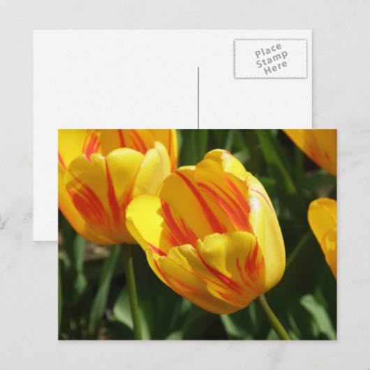 Gele variegroete tulp briefkaart (Voorkant / Achterkant)