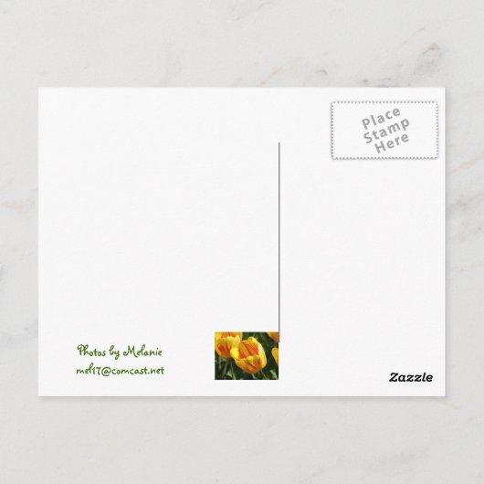 Gele variegroete tulp briefkaart (Achterkant)
