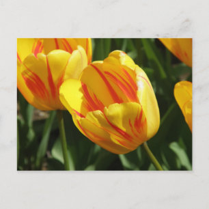 Gele variegroete tulp briefkaart