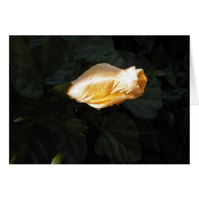 Gele ventiel (Voorkant Horizontaal)